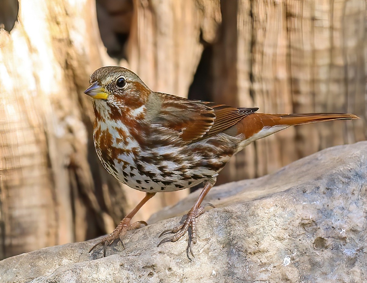 Sparrows, Titmice, Finches - Texas Photo Man